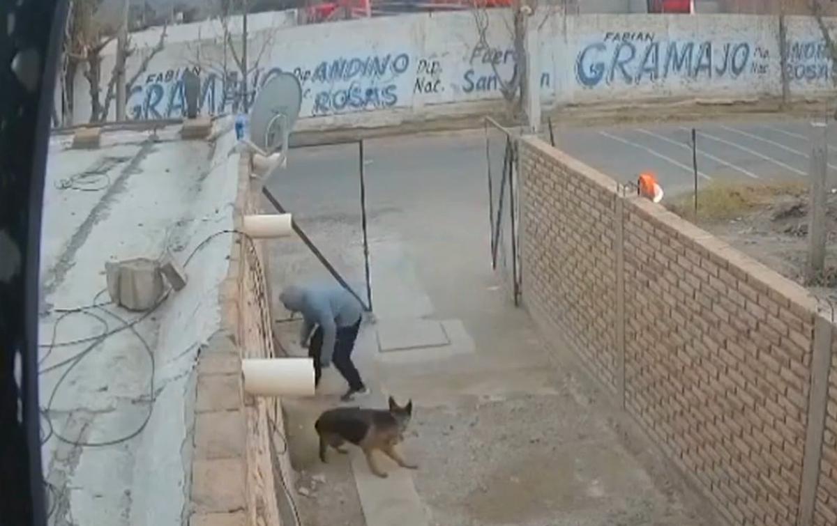 El sorprendente video de un perro que reacciona al robo de una bicicleta en San Juan