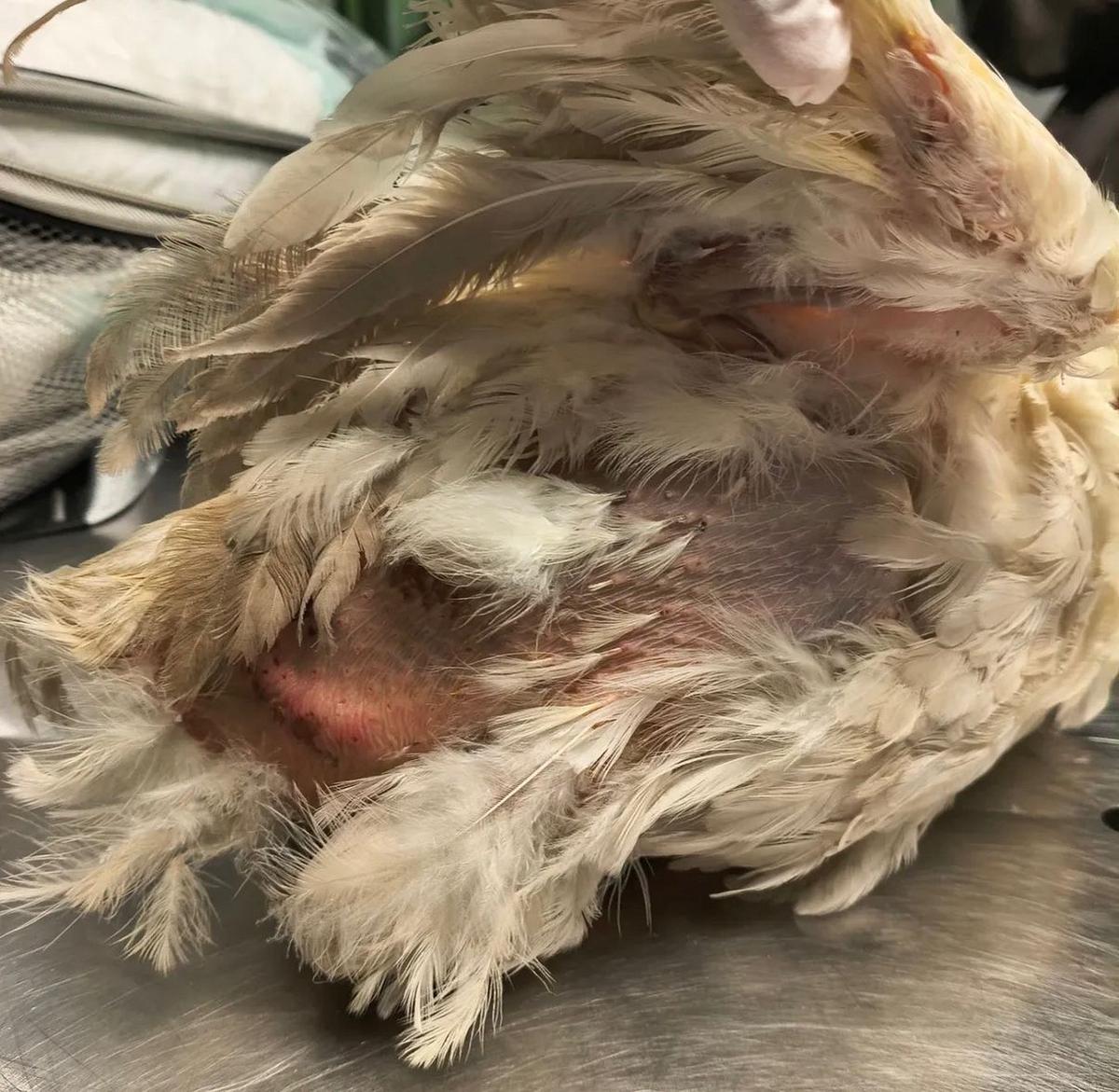 Las fotos del maltrato a la gallina