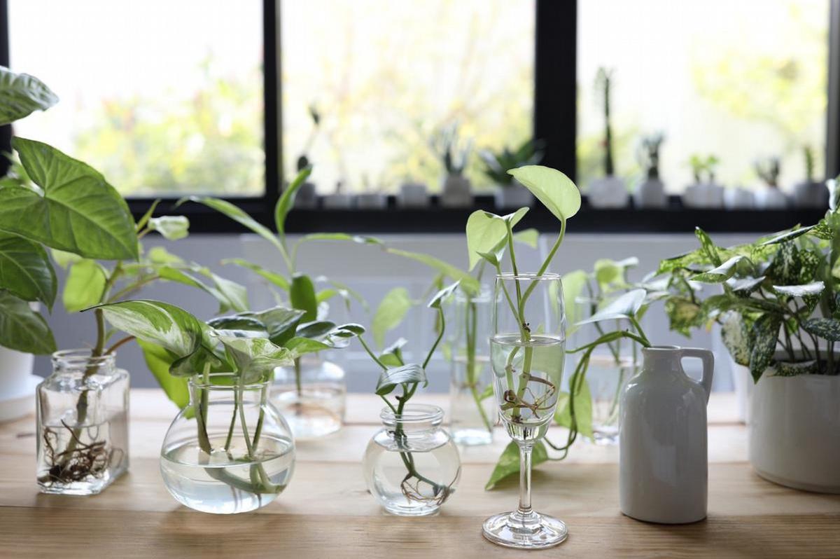 Plantas que crecen sobre el agua