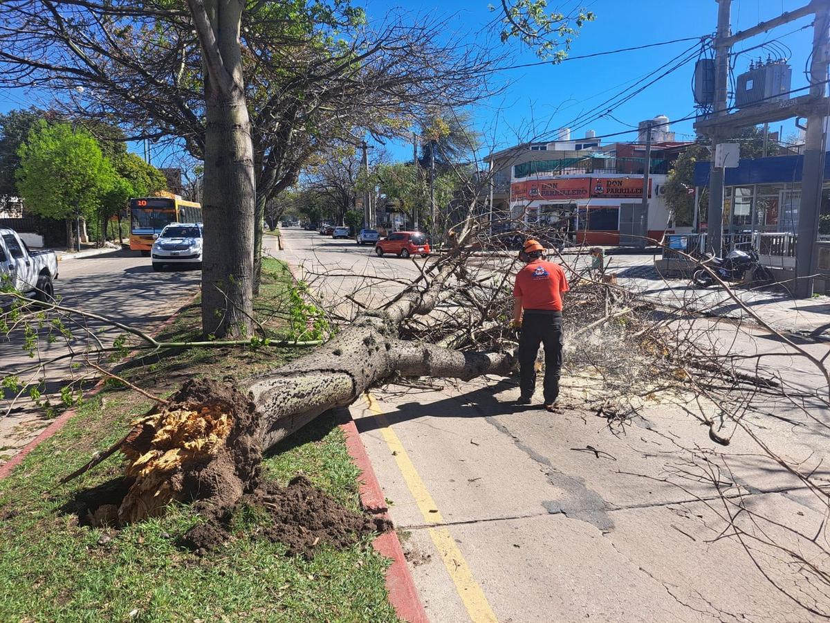Árboles caídos tras el temporal. (Foto: Fernando Barrionuevo/Cadena 3)