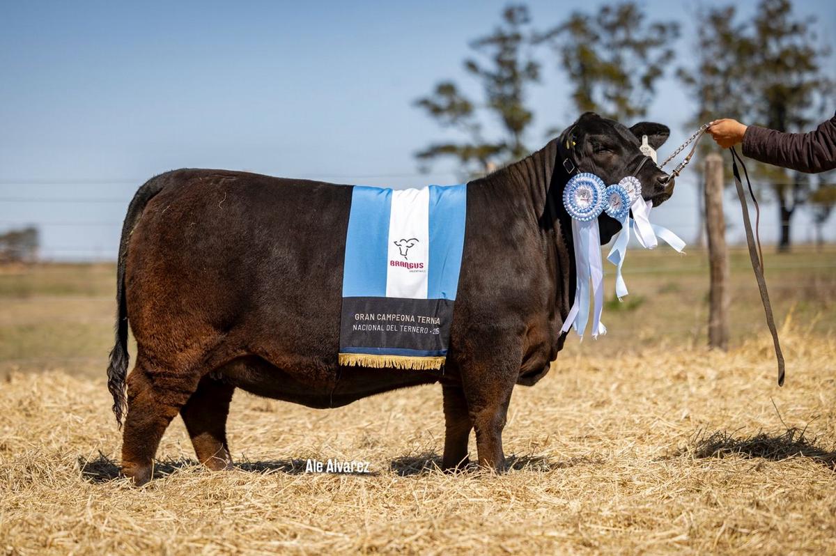 Alta modelo. Guasunchos 9984 Mundial 8678 Mayú FIV