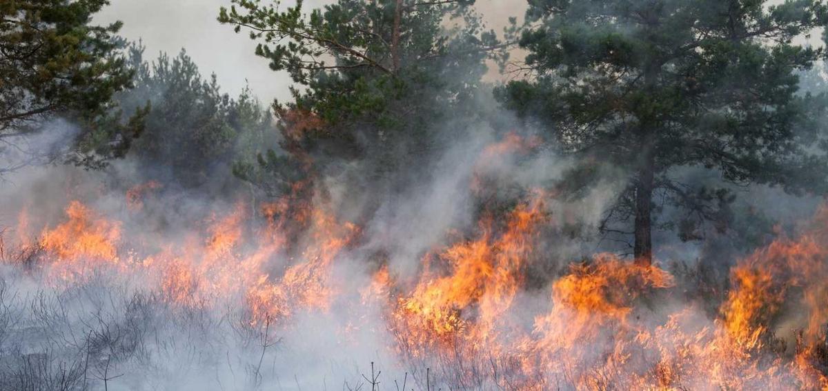Estado actual de los incendios forestales en la Argentina