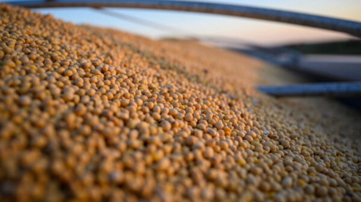 El mercado de soja muestra cambios significativos en precios y liquidación