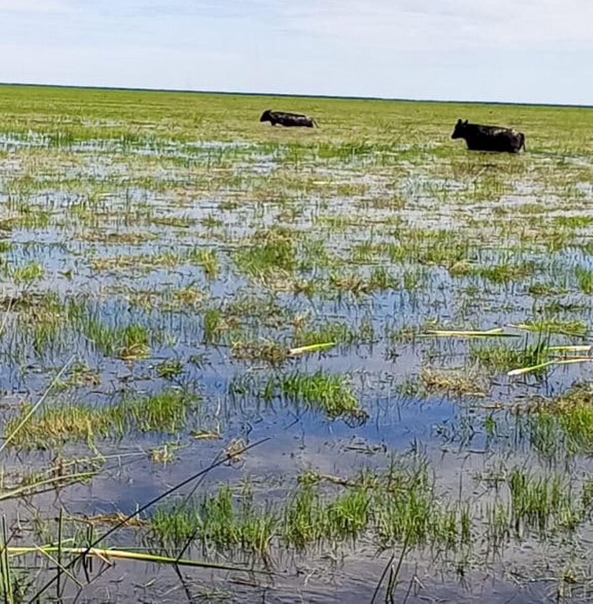 Desde abril. Muchos campos del departamento Vera ya reflejan esta realidad.