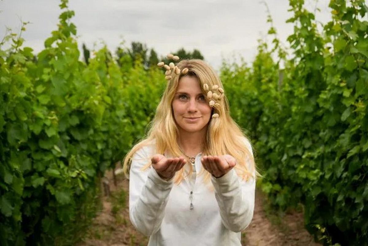 El boom del pistacho: de la apuesta productiva en Mendoza al éxito en heladerías