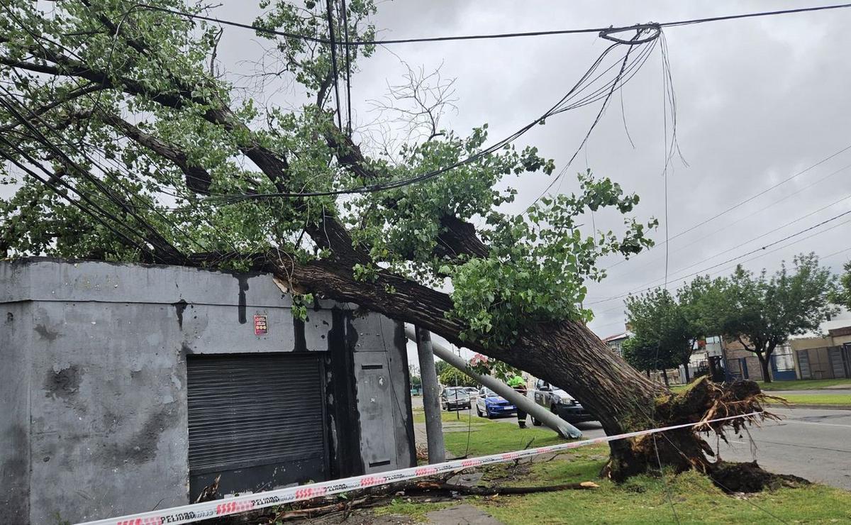 FOTO: Un árbol cayó sobre una casa en zona sur.