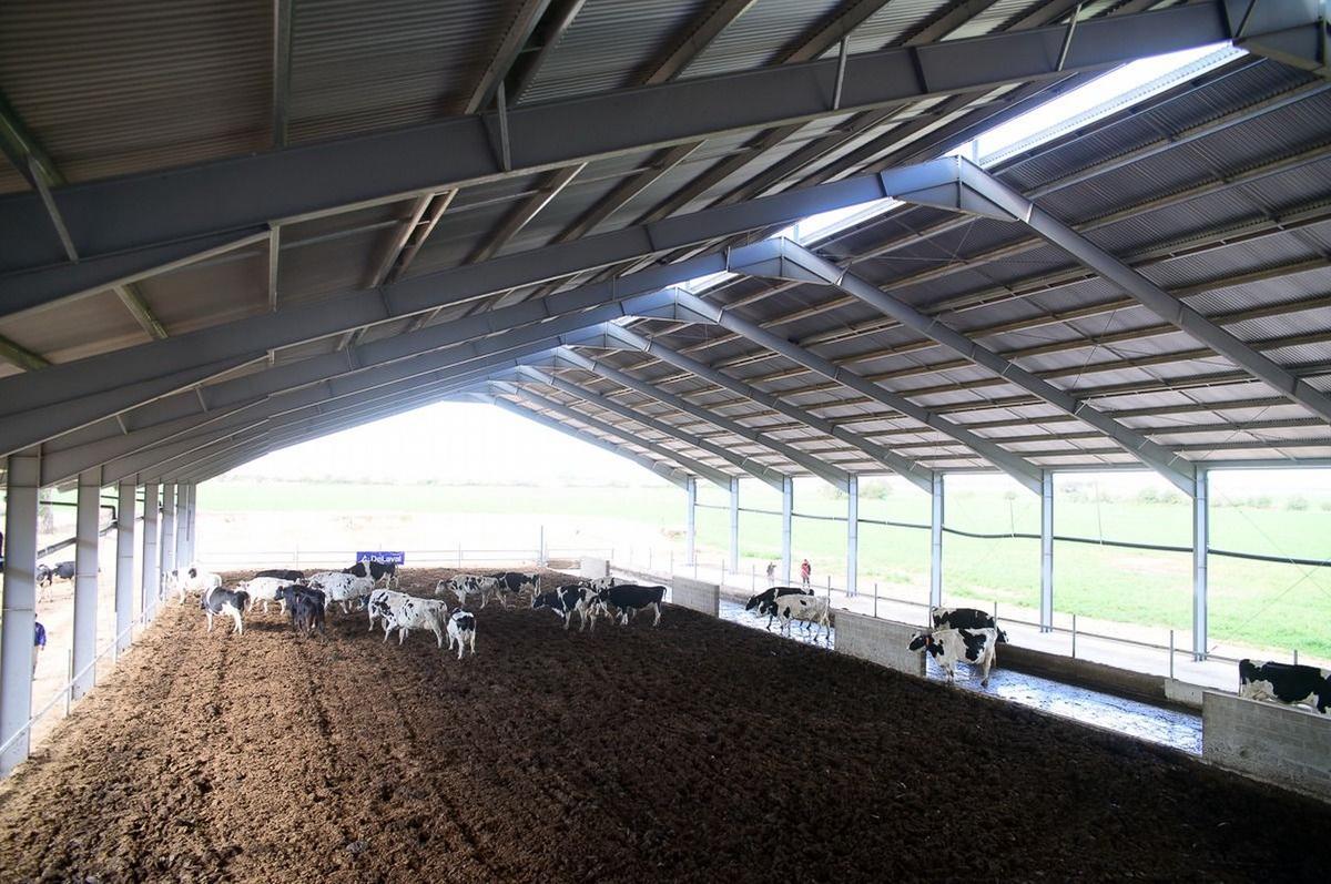 Tambo robot Campo Carcano