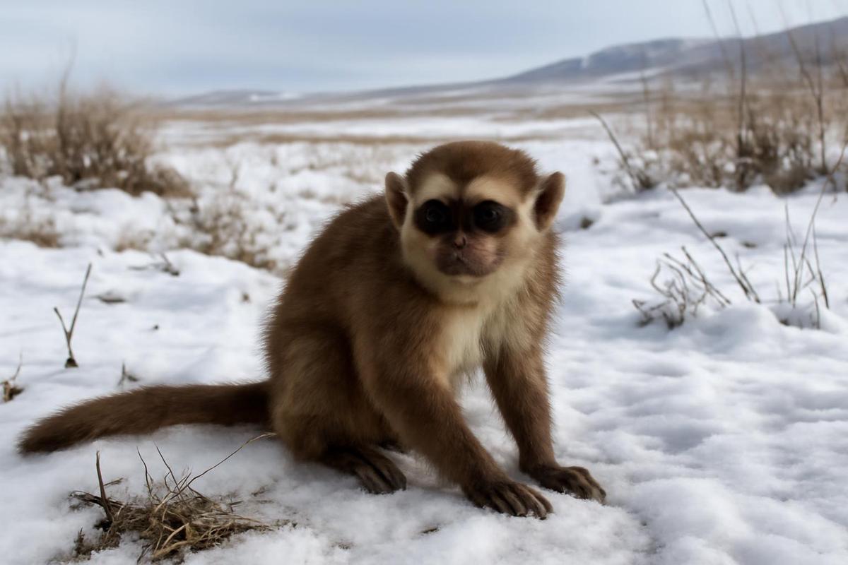 Los primeros primates en climas fríos