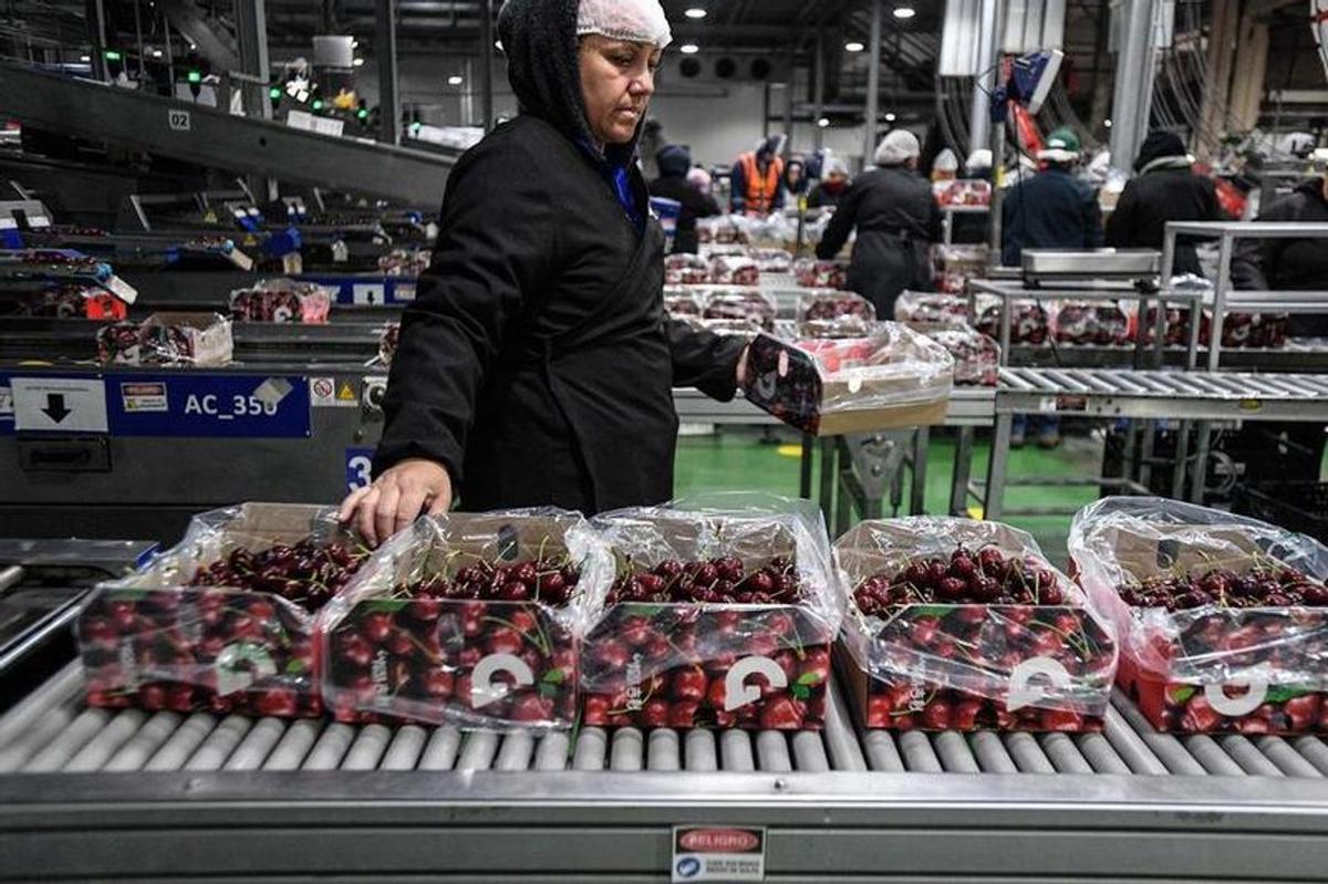 Chile destaca entrada en vigor de acuerdo que facilita exportación de fruta fresca a China.