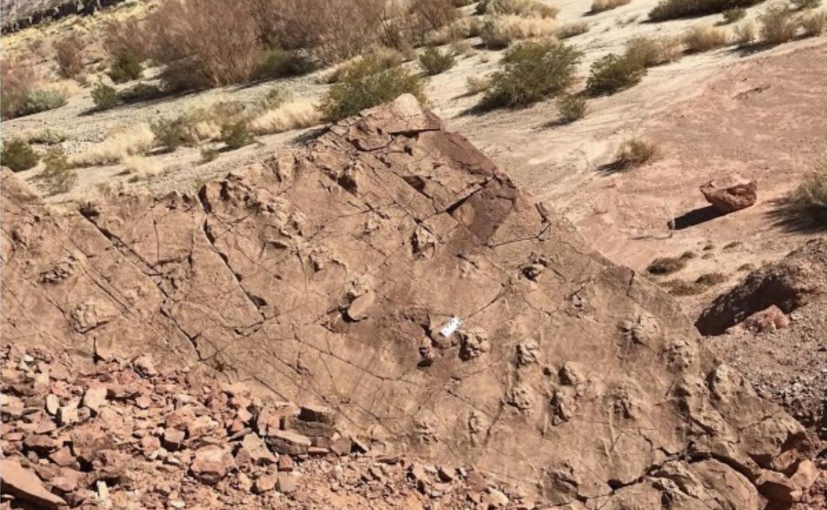 FOTO: Descubrieron en San Juan nuevas huellas fósiles de dinosaurios.