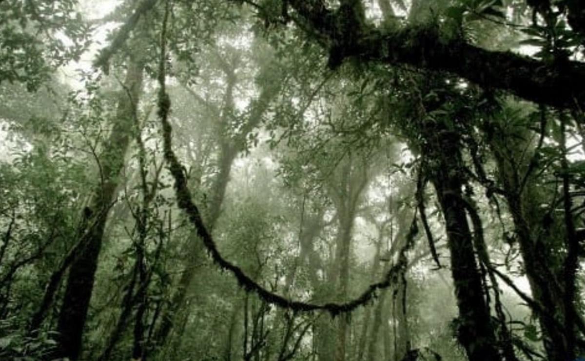 El quetzal, ave sagrada que habita la selva costarricense.