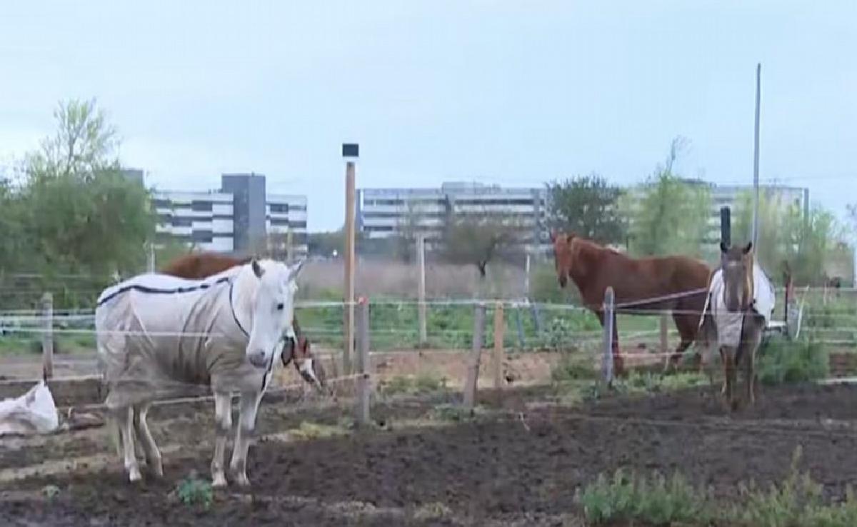 Se robaron 4 caballos de un club hípico en Villa Allende y los dueños debieron pagar un rescate.