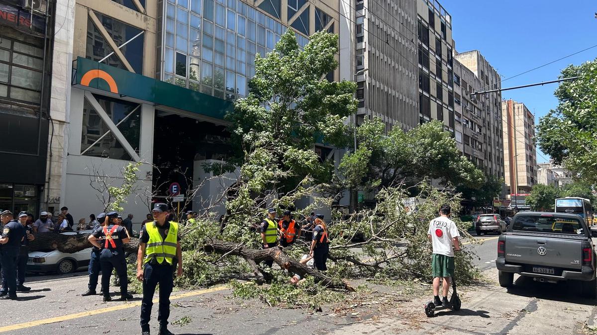 FOTO: El árbol cayó y aplastó a un transeúnte en Córdoba.