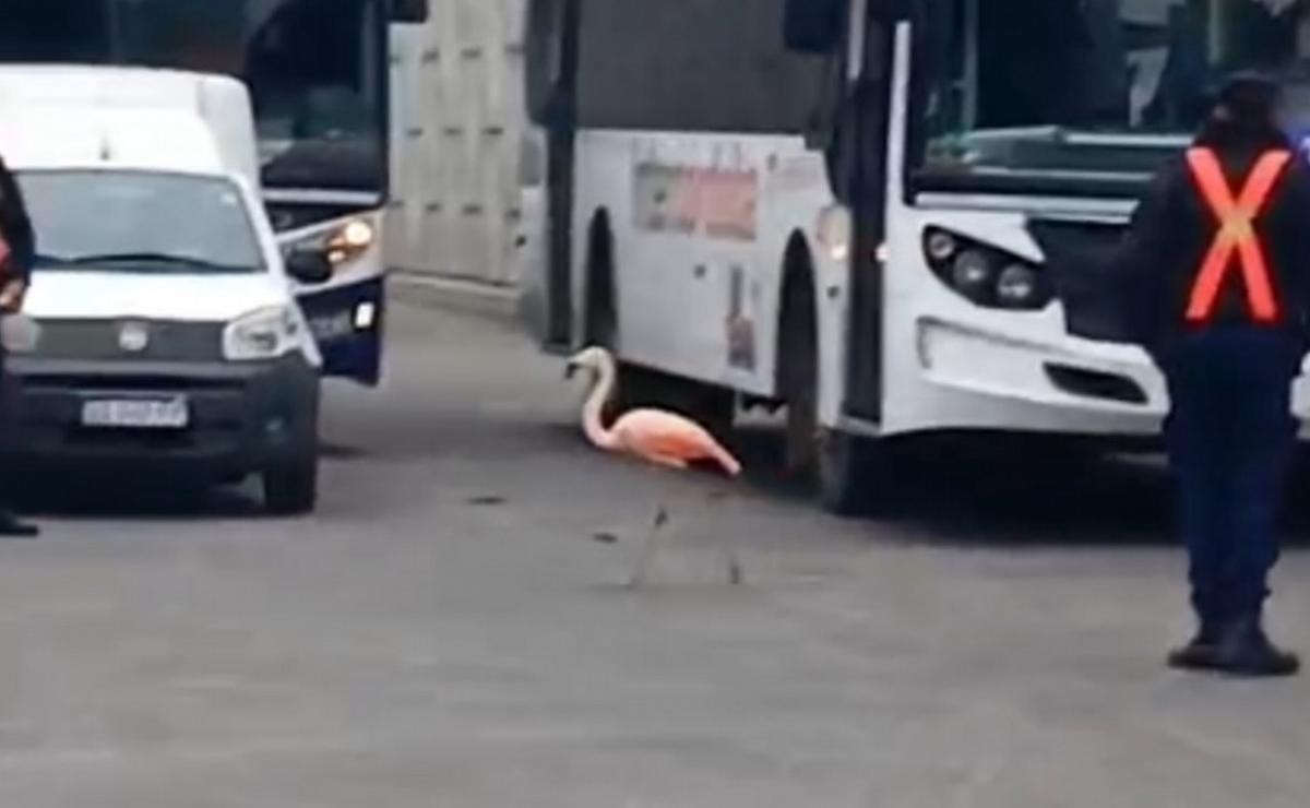 Captura de video.
