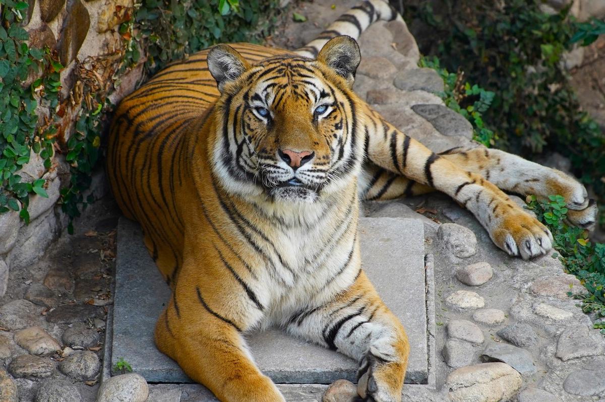 FOTO: Murió Brisa, la tigresa más longeva del Parque de la Biodiversidad.