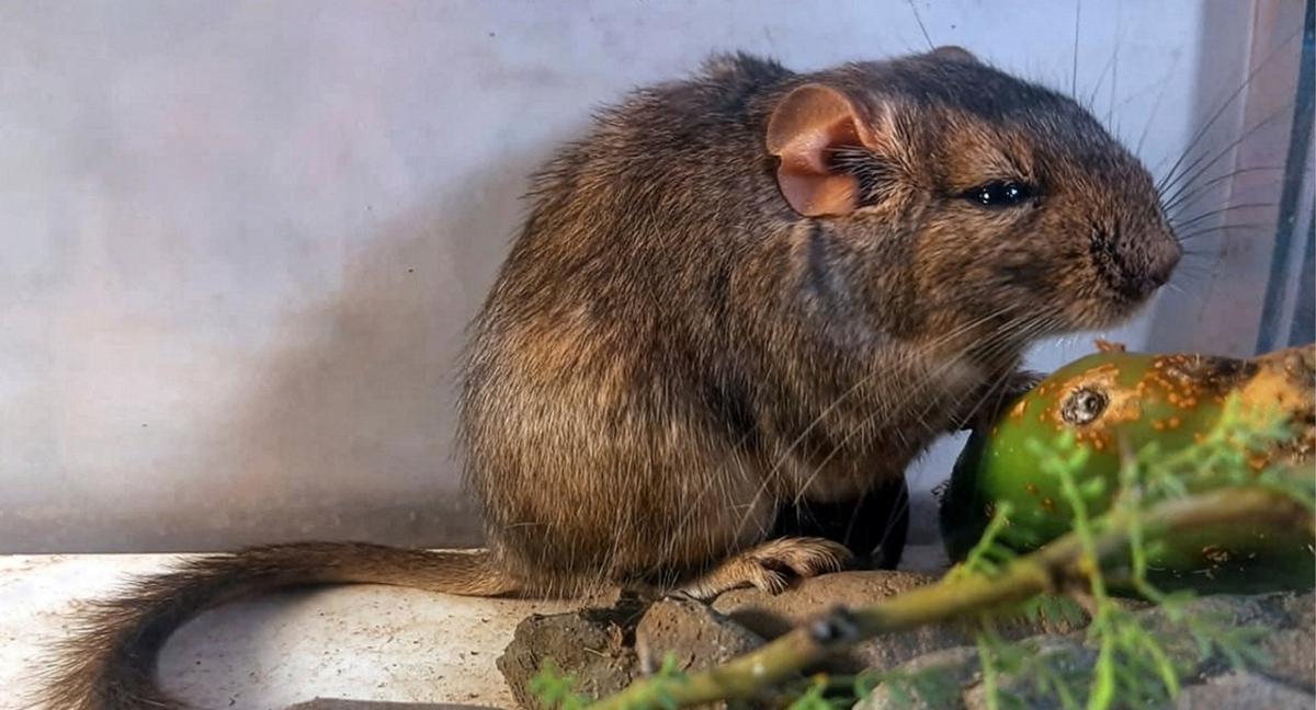 Córdoba celebra el hallazgo de una nueva especie de mamífero desconocido