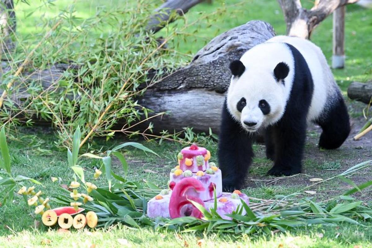 Panda gigante.