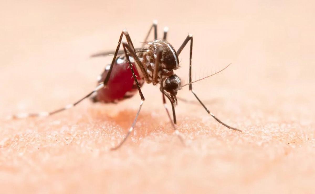 FOTO: Descubren mutaciones que fortalecen el dengue (Foto: Noticias Argentinas).