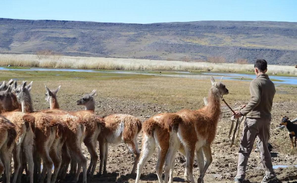 Nativa Guanacos: la apuesta por una fibra de 200 dólares el kilo que llega a Italia.