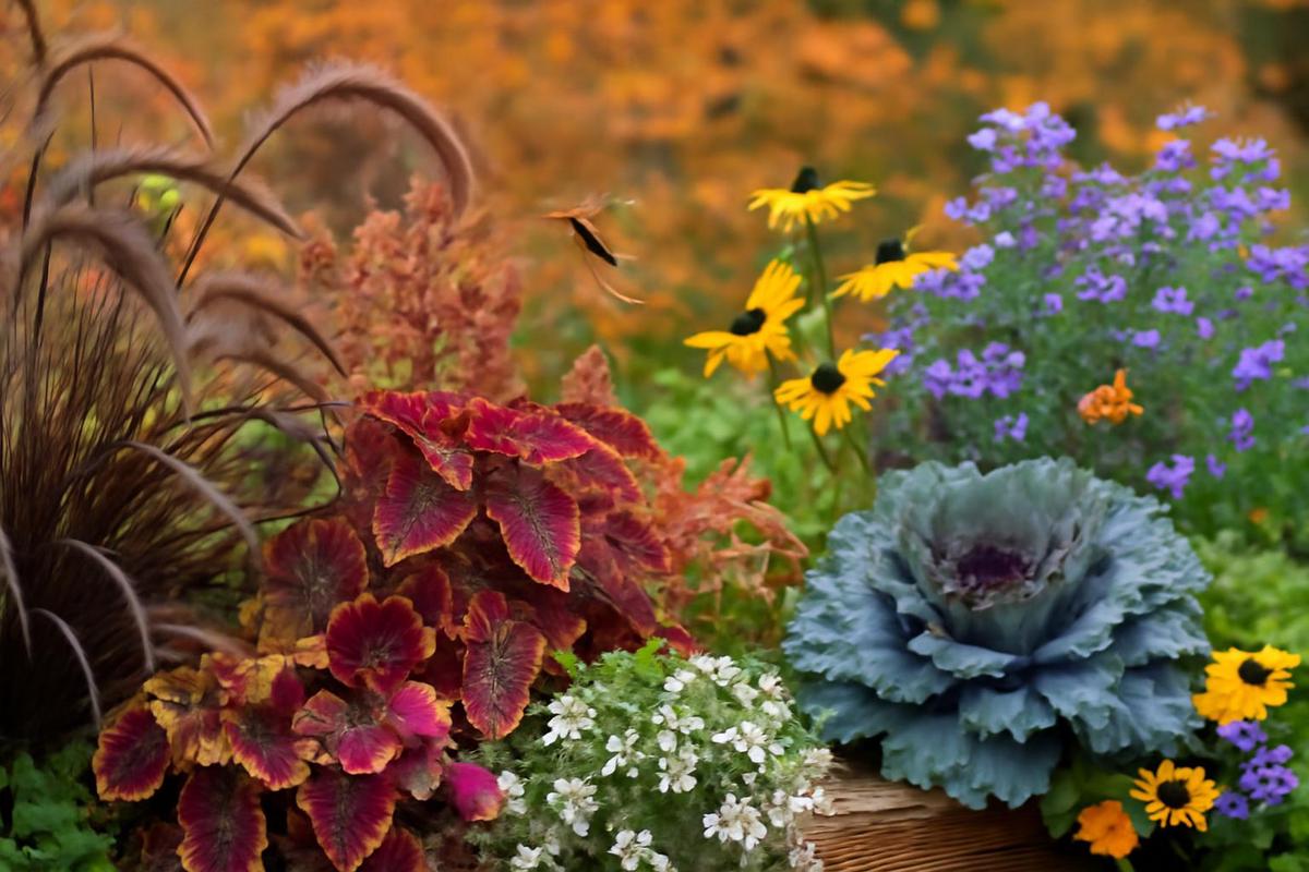 Plantas ideales para macetas de otoño