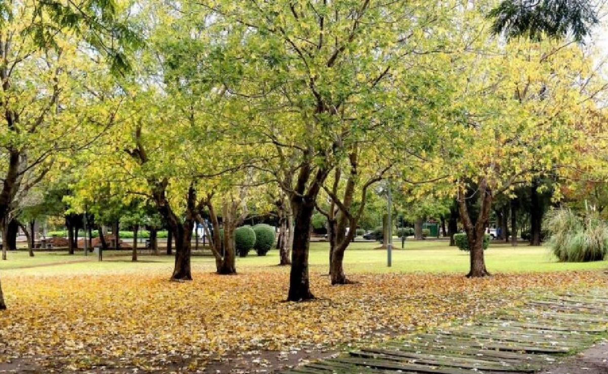 Entregarán 1.000 árboles nativos en Rosario.